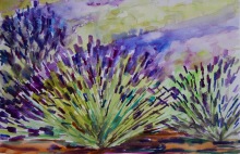 More provence lavender